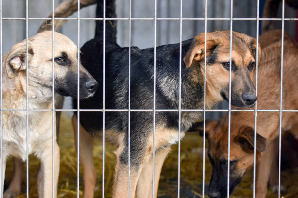 istock Dogs behind bars at the animal shelter 1351898263