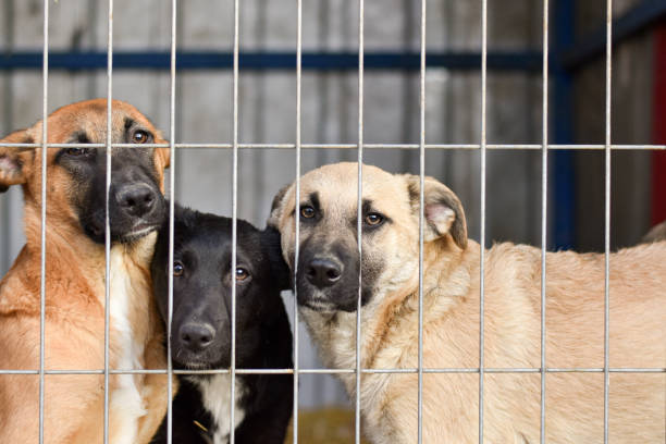 hunde hinter gittern im tierheim. traurige augen von hunden - hundehütte stock-fotos und bilder