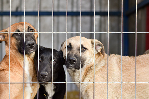 Dogs behind bars at the animal shelter. Sad eyes of dogs