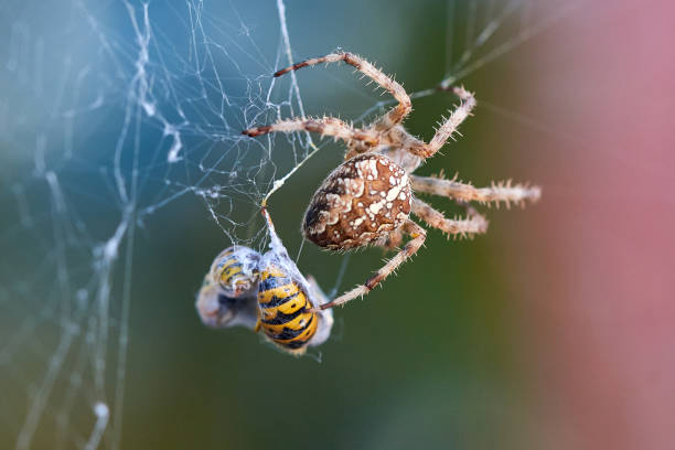 istock European garden spider with wasps in the web (Araneus diadematus). 1351898445