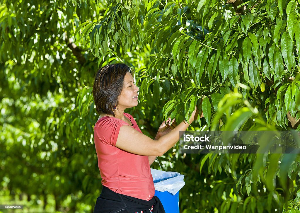 Picking fresh nectarine Happy farmer picking fresh nectarine Adult Stock Photo