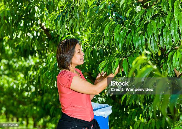 Picking Fresh Nectarine Stock Photo - Download Image Now - Adult, Adults Only, Agricultural Field