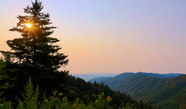 istock Sunrise Through the Pines 1351899267