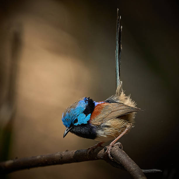 Variegated Fairy Wren, Northern Sydney, New South Wales stock photo