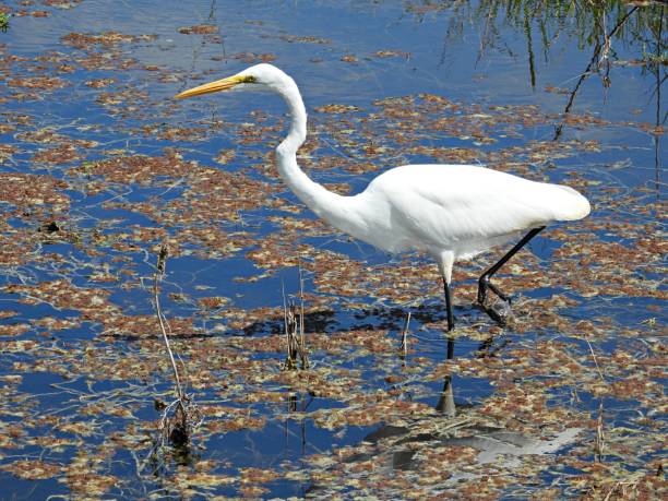 istock Great Egret (Ardea alba) in the Florida wetlands 1351901528