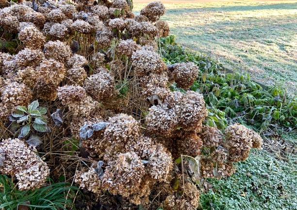 istock Public Flower Garden in Autumn 1351902079