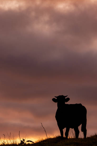istock Cow during sunset, outdoors on pasture, silhouette. 1351902642