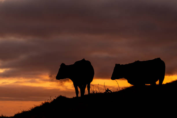 Cow during sunset, outdoors on pasture, silhouette. stock photo