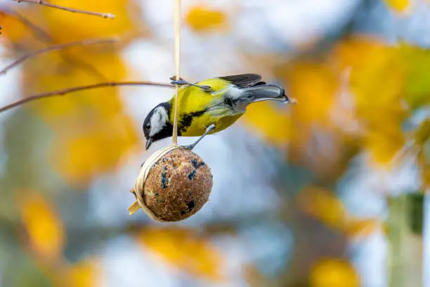 Great Tit bird sitting on a tallow ball