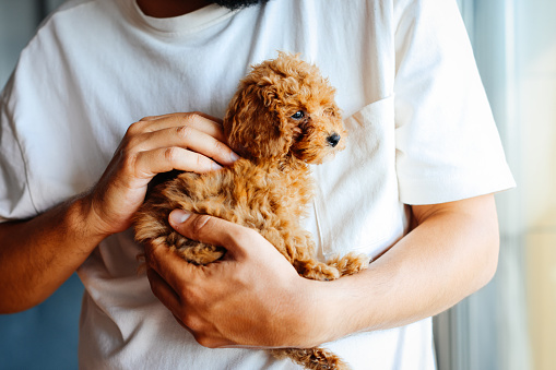 Miniature red poodle puppy with handsome young man