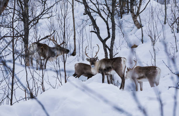 istock Reindeers in Narwik, north of Norway 1351905011