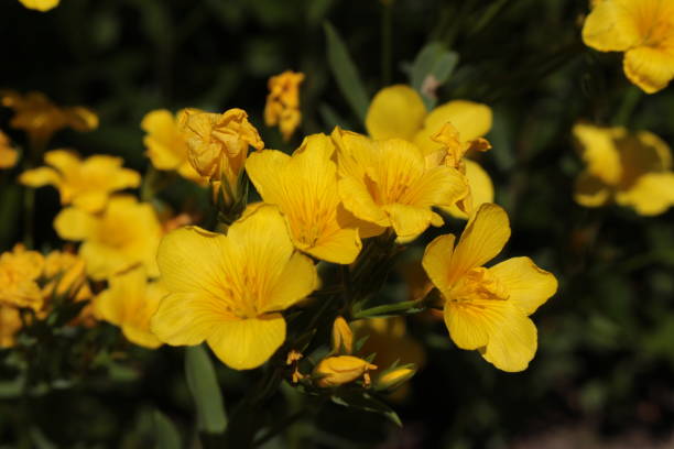 fiore di lino dorato - linum flavum - 11262 foto e immagini stock