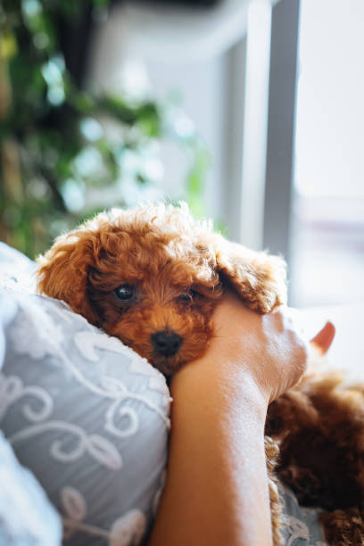 istock Toy poodle dog having cuddle time with young woman 1351906639