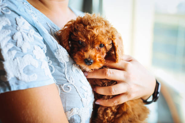istock Toy poodle dog having cuddle time with young woman 1351906677
