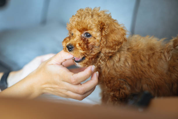 istock Toy poodle dog having cuddle time with young woman 1351906702