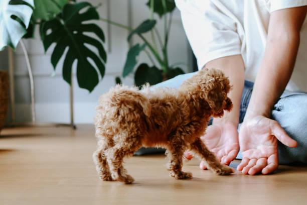 istock Toy poodle dog having cuddle time with young man 1351906759