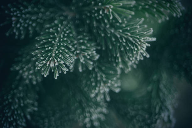 istock Dark Christmas New Year background frozen Christmas tree texture 1351906802