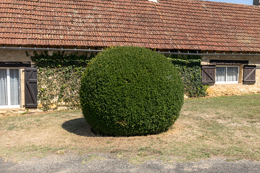 Manicured garden shrubs. Green garden balls in France