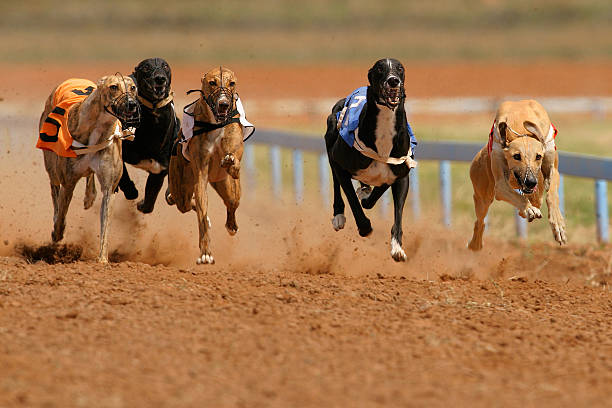 sprint greyhounds - laufveranstaltungen stock-fotos und bilder