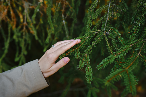 Girl's hand touches green spruce branches in the forest. Forest ecology. Wildlife, wild life. Earth Day. Traveler girl in a beautiful green forest or park. Conservation, ecology, environment concept