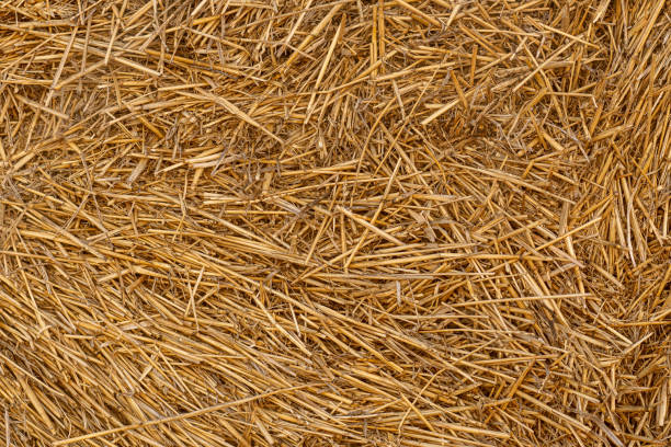 istock Dry straw texture. Hay background. Yellow dried grass. 1351907755