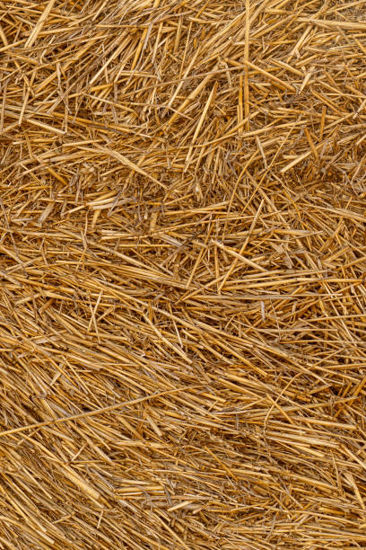 Dry straw texture. Hay background. Yellow dried grass.