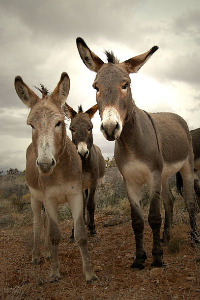 Three burros Three wild burros looking into the camera. donkey animal themes desert landscape stock pictures, royalty-free photos & images