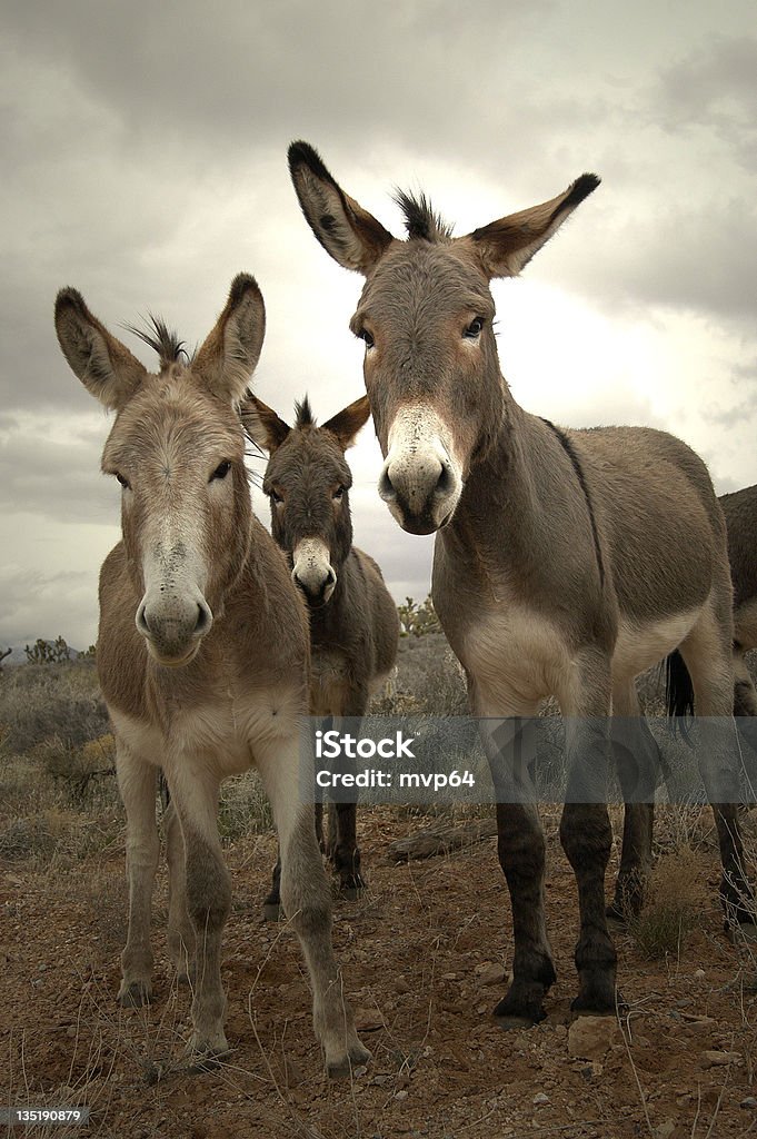 Trzy burros - Zbiór zdjęć royalty-free (Ciekawość)