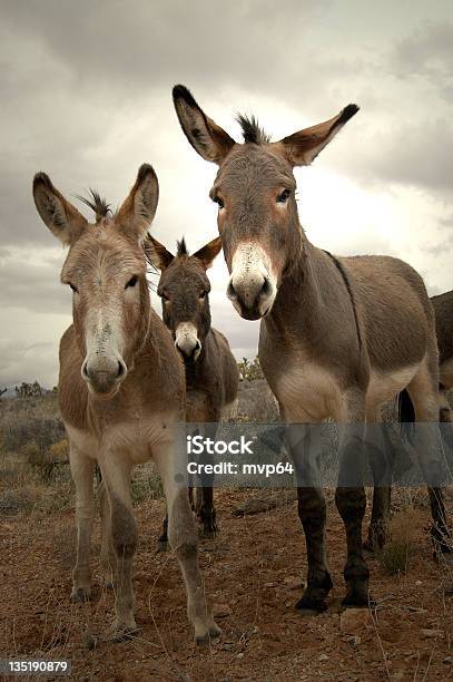 Trzy Burros - zdjęcia stockowe i więcej obrazów Ciekawość - Ciekawość, Fotografika, Grupa zwierząt