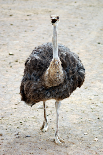 walking ostrich looking at the camera.