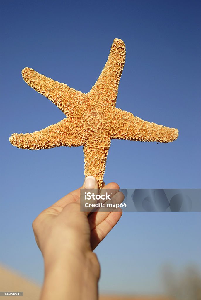 Stella di mare - Foto stock royalty-free di Ambientazione esterna