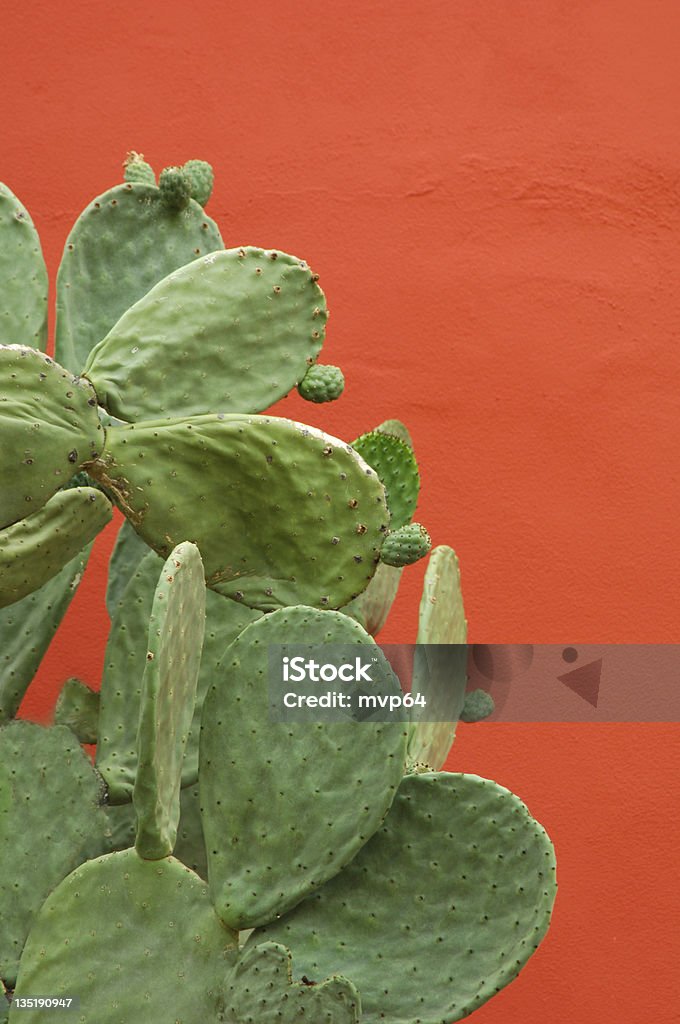 Parede de laranja - Foto de stock de Cacto Nopal royalty-free