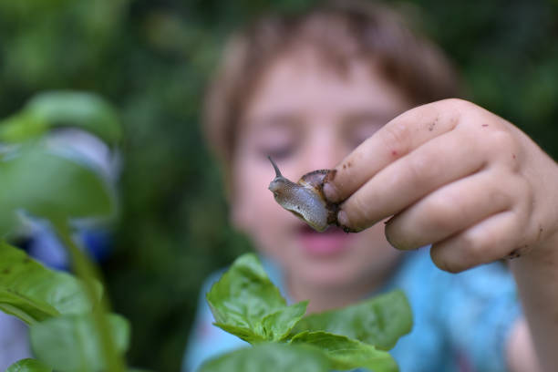 snails on plants