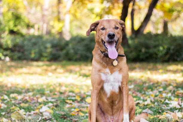 Portrait of beautiful mixed-breed dog on autumn yellow leaves stock photo