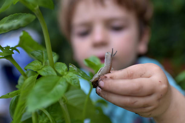snails on plants