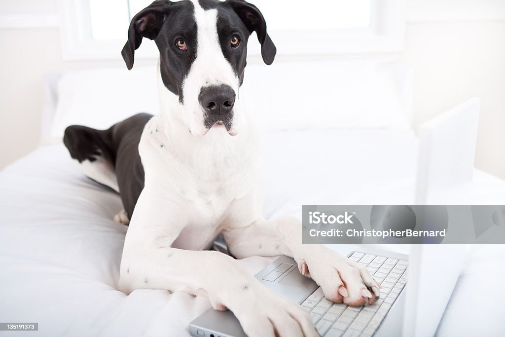 Great Dane Dog, используя ноутбук в постели - Стоковые фото Компьютер роялти-фри