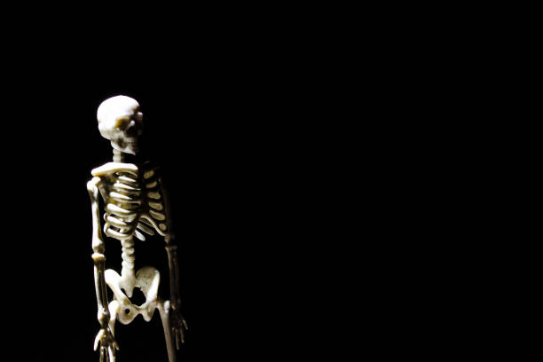 istock Human skeleton model in the dark closeup 1351913740