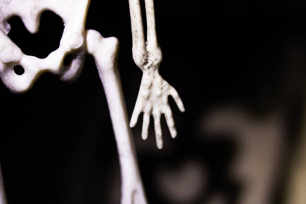 istock Skeleton pelvic bone in the dark closeup 1351913755