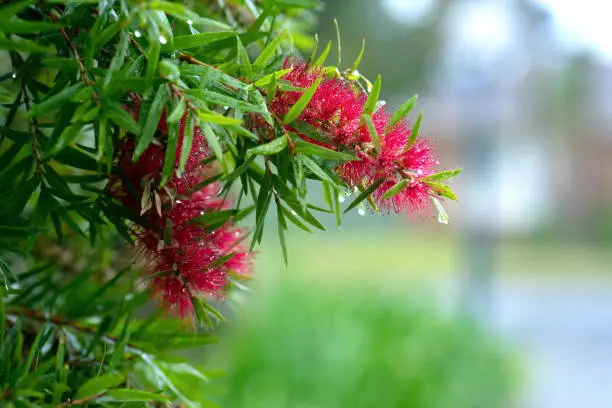 Bottlebrush Flowers in Australia