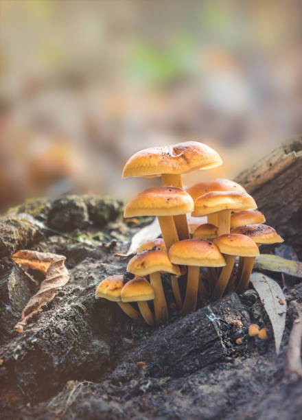 istock Brown honey mushrooms in a sunny forest 1351914946