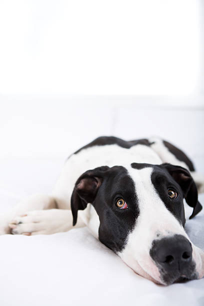 istock Dog Great Dane lying on bed 135191551