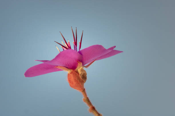 flor de gerânio resistente contra um fundo limpo - hardy bulbs - fotografias e filmes do acervo