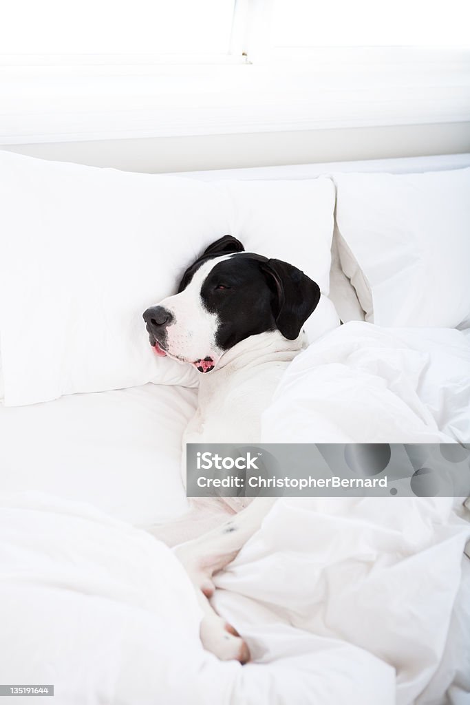 Dog Great Dane sleeping in bed Dog Stock Photo