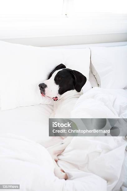 Dog Great Dane Sleeping In Bed Stock Photo - Download Image Now - Dog, Sheet - Bedding, Animal Body Part
