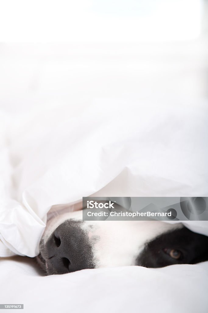 Cane Alano Tedesco Sdraiato su un letto - Foto stock royalty-free di Accogliente