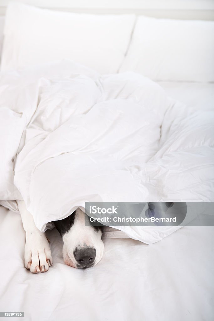 Alano Tedesco cane che dorme a letto - Foto stock royalty-free di Cane