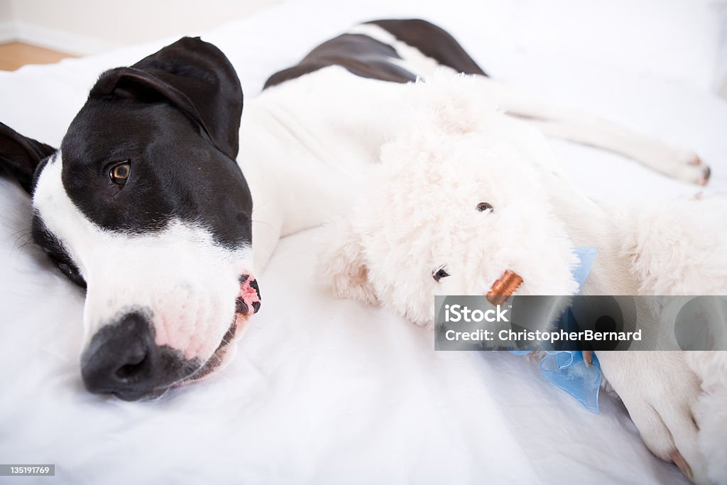 Chien Great Dane Allongé sur le lit - Photo de Allongé sur le côté libre de droits