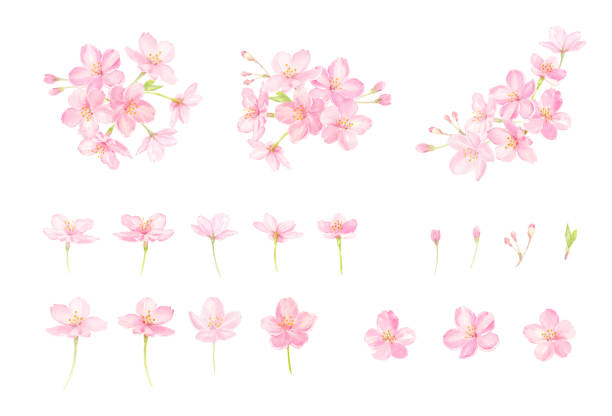 vektoros illusztráció cseresznyevirágok akvarellbe rajzolva - cseresznyefa témájú stock illusztrációk