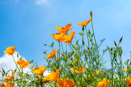 Frog perspective view of blooming California poppies against a blue sky