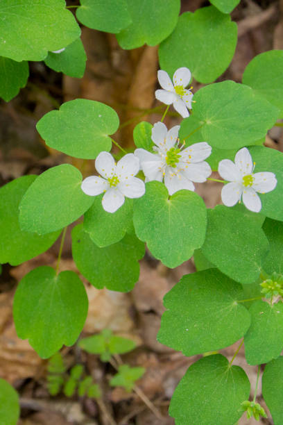 istock Rue Anemone Flowers 1351925329